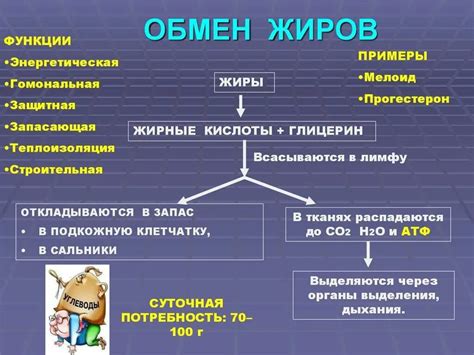 Процессы обмена жиров