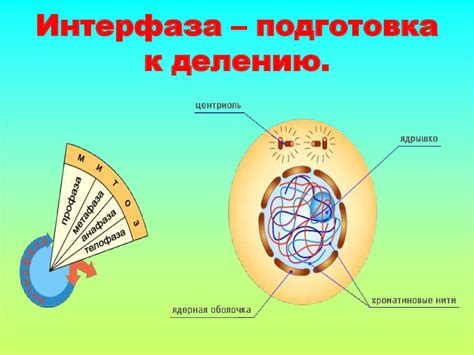 Процессы регенерации клеток