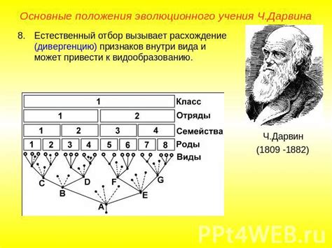 Процессы эволюции на практике