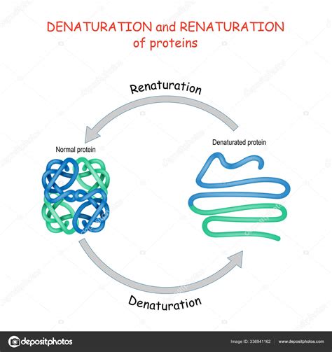 Процесс денатурации белков