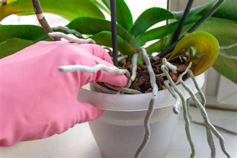 Процесс образования воздушных корней у орхидей: