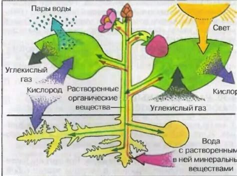 Процесс образования и выделения каллов