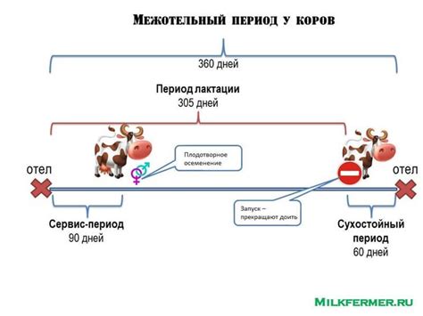 Процесс образования молока у коровы