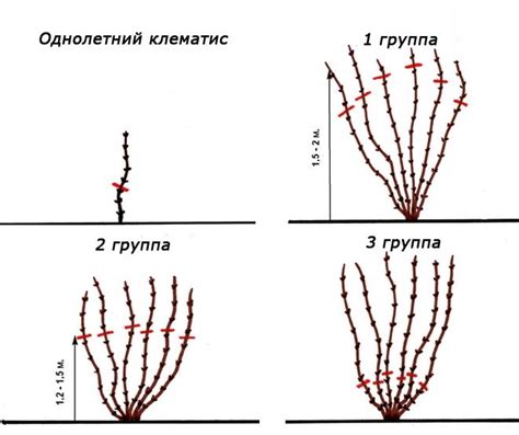 Процесс обрезки цветущего растения