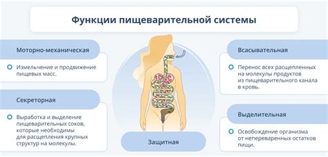 Процесс переваривания у человека