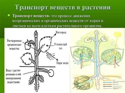 Процесс передачи информации в растении