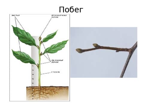 Процесс пересадки