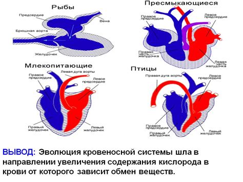 Процесс развития и эволюции котов