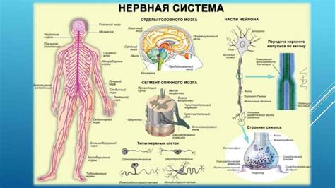 Процесс созревания нервной системы