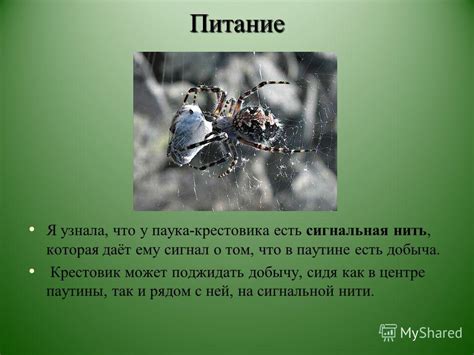 Процесс формирования паутины: как крестовик участвует