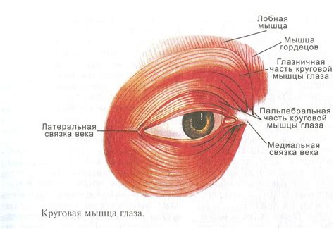 Пульсация и спазм глазных мышц