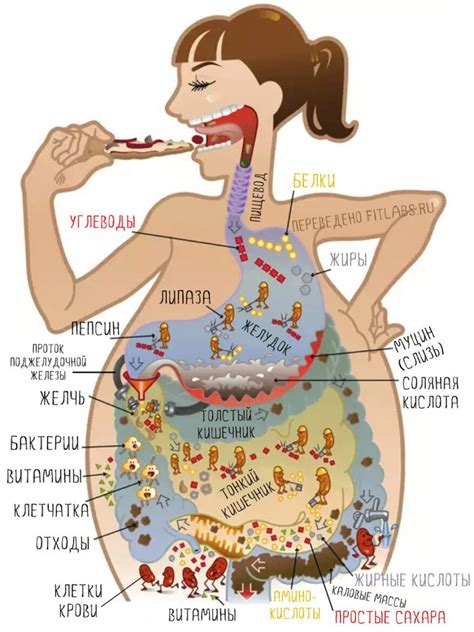 Путь пищи в организме