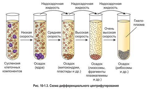 Пятый метод - использование пробирок Офелии