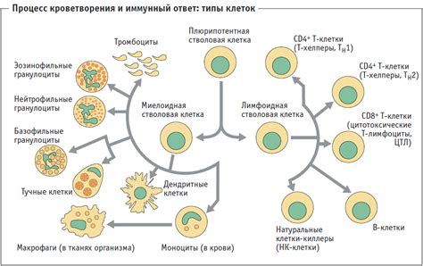 Работа клеток в органах