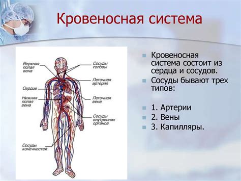 Работа кровеносной системы и гравитация