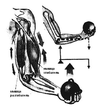 Работа мышц при сгибании