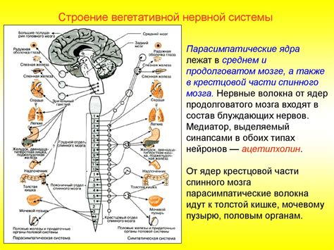 Работа нервной системы в стрессовых ситуациях