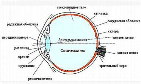 Работа оптики глаза: ключевые функции