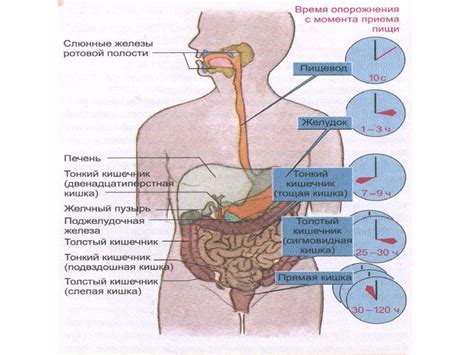 Работа органов пищеварения