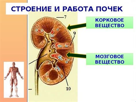 Работа почек в организме