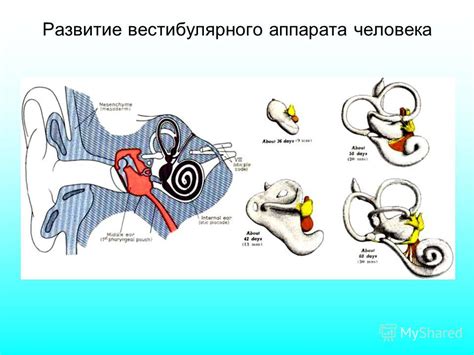 Развитие вестибулярного аппарата