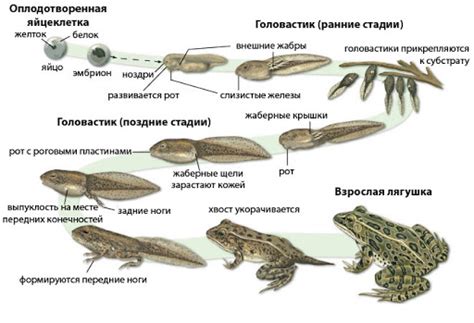 Развитие легких у лягушек