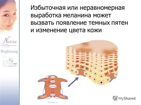 Развитие меланина и изменение оттенков