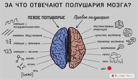 Развитие мозга и мышления