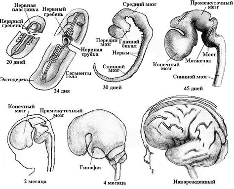 Развитие нервной системы
