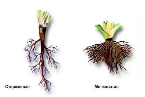 Разделка корневой системы