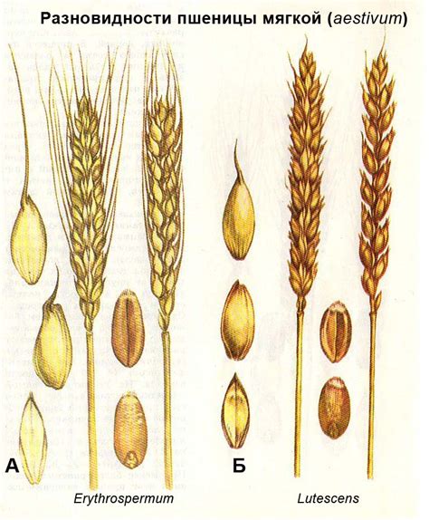 Различие между разными видами пшеницы