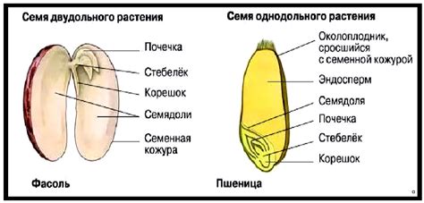 Различие между уке и семе