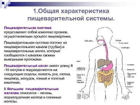 Различия в пищеварительной системе