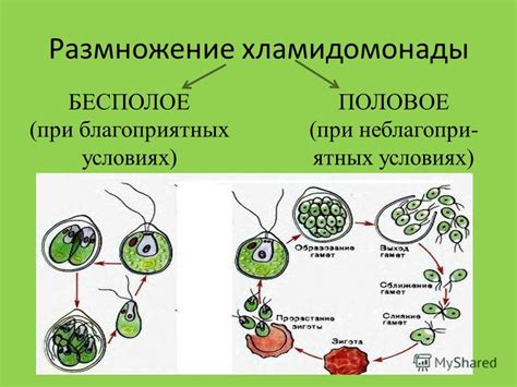 Различия в размножении и оплодотворении