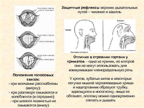 Различия в строении гортани