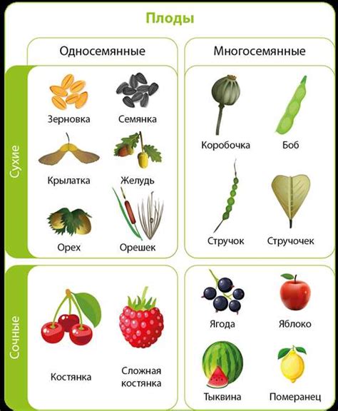 Различные типы семян в растительном мире