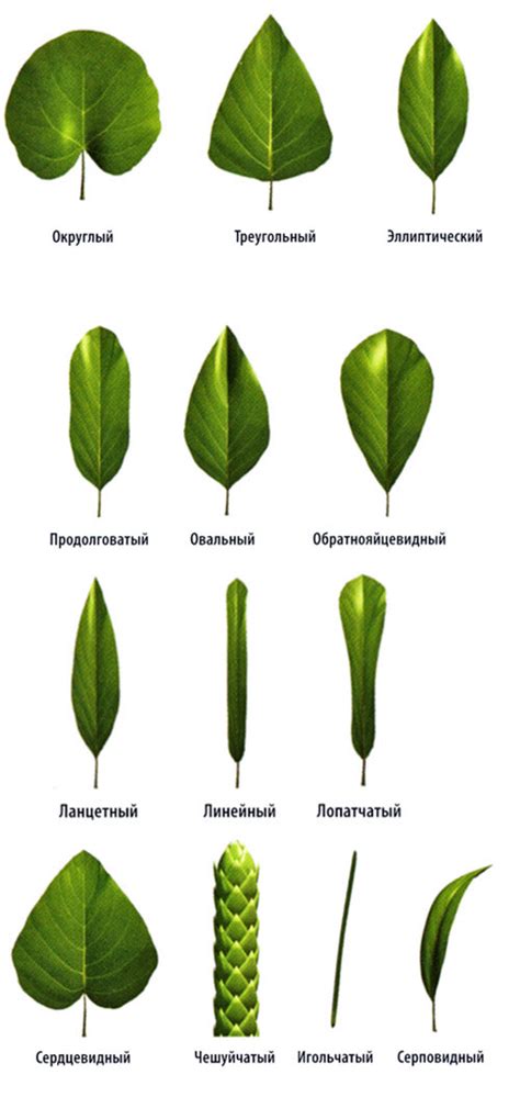 Размеры и форма листьев желтого боярышника