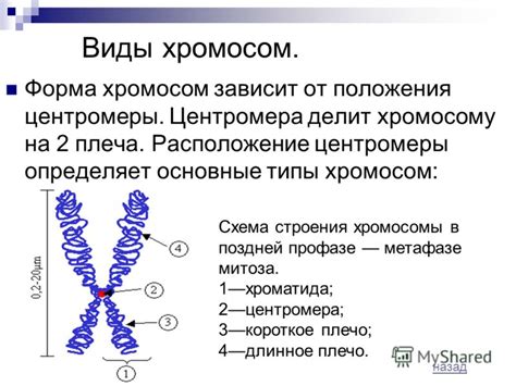 Размер и форма хромосом