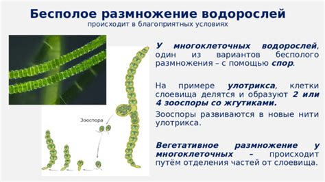 Размножение водорослей в аквариуме