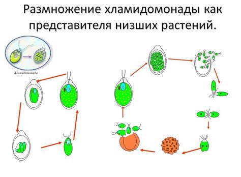 Размножение сновидений