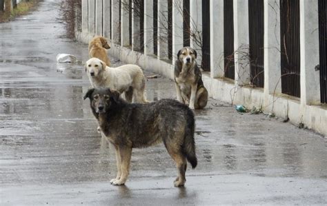 Размышления о снах о бездомных собаках