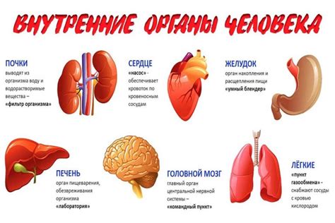 Расположение в организме