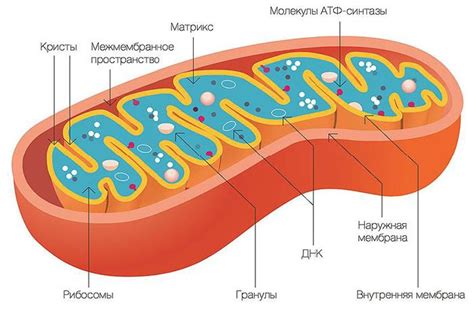 Распределение митохондрий в клетке растения