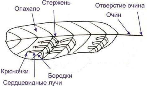 Распределение перьев и мягкого материала