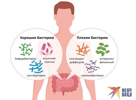 Распространение дисбактериоза у взрослых женщин