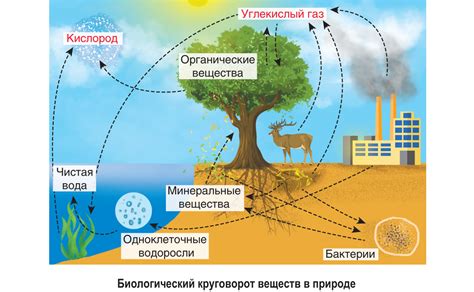 Растения: роль в обмене веществ