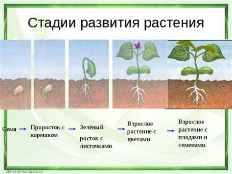 Растения с требовательными семенами