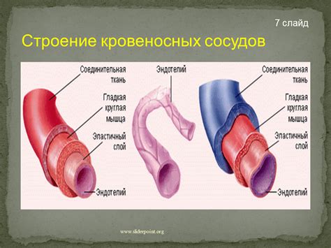 Расширение кровеносных сосудов в месте укуса