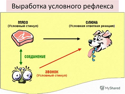 Реакция и быстрые рефлексы