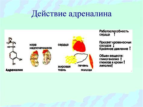 Реакция организма на ношение гипсовых бинтов